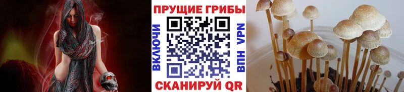 Галлюциногенные грибы Psilocybine cubensis  купить закладку  omg как войти  Кемерово 